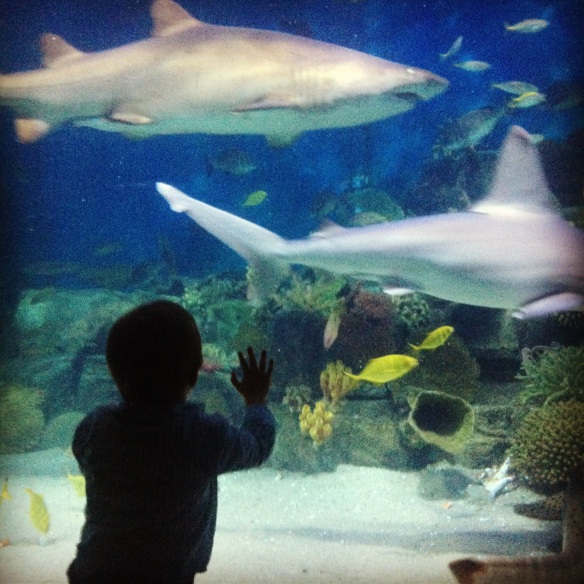 Do It Tour offers discounted tickets to the Melbourne Aquarium - which my kids LOVED! (image sorella & me)
